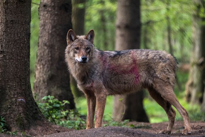 Wolf maakt slachtoffers bij texelaarfokkers