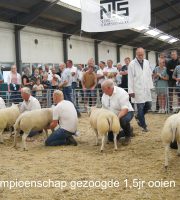 kampioenschap gezoogde ooien