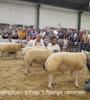 kampioenschap 1.5jarige rammen