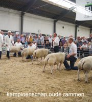 kampioenschap oude rammen